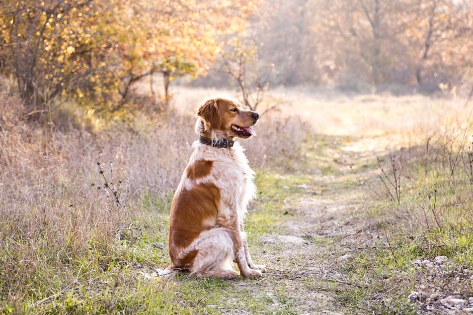 Deutscher Wachtelhund