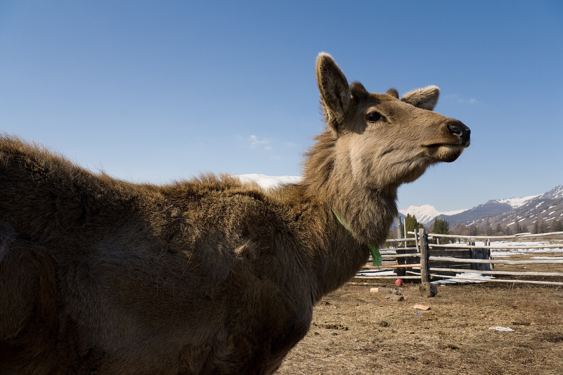 Altai maral