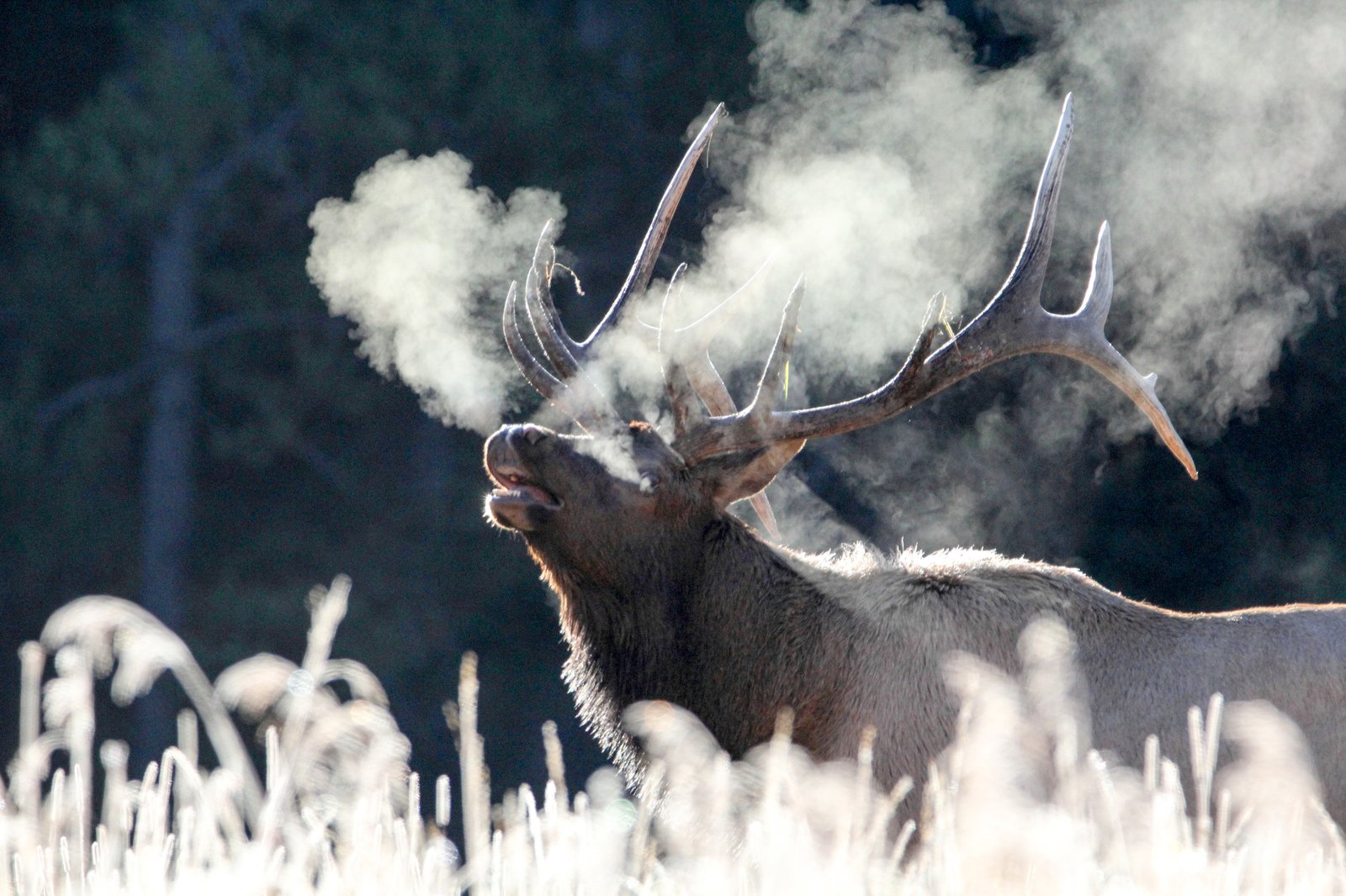 Kapitaler Wapiti-Bulle beim Bugling an einem frostigen Herbstmorgen im Yellowstone-Nationalpark