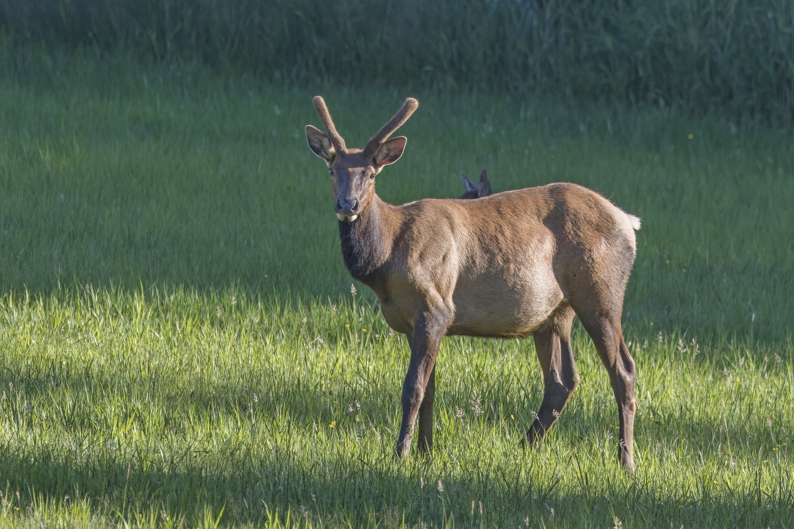 Wapiti-Bulle in offener Landschaft