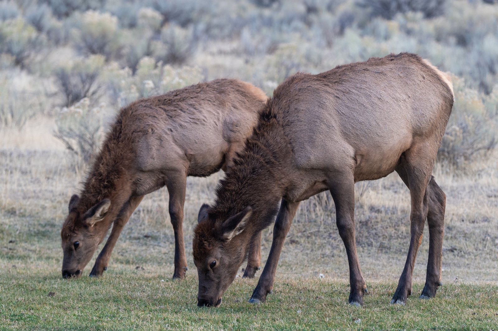 Wapitikuh mit Kalb beim Äsen auf einer Bergwiese