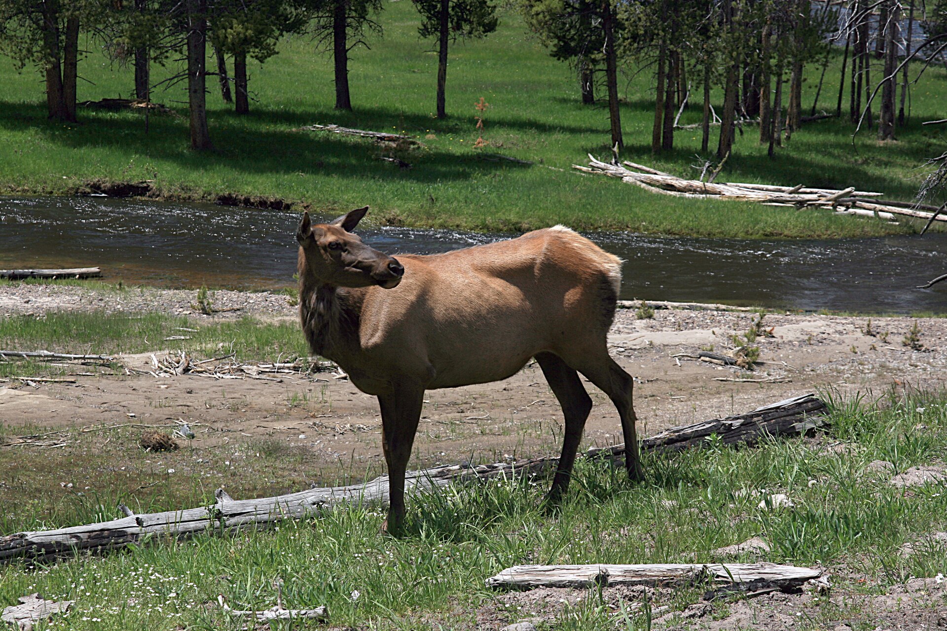 Wapiti im Yellowstone-Nationalpark