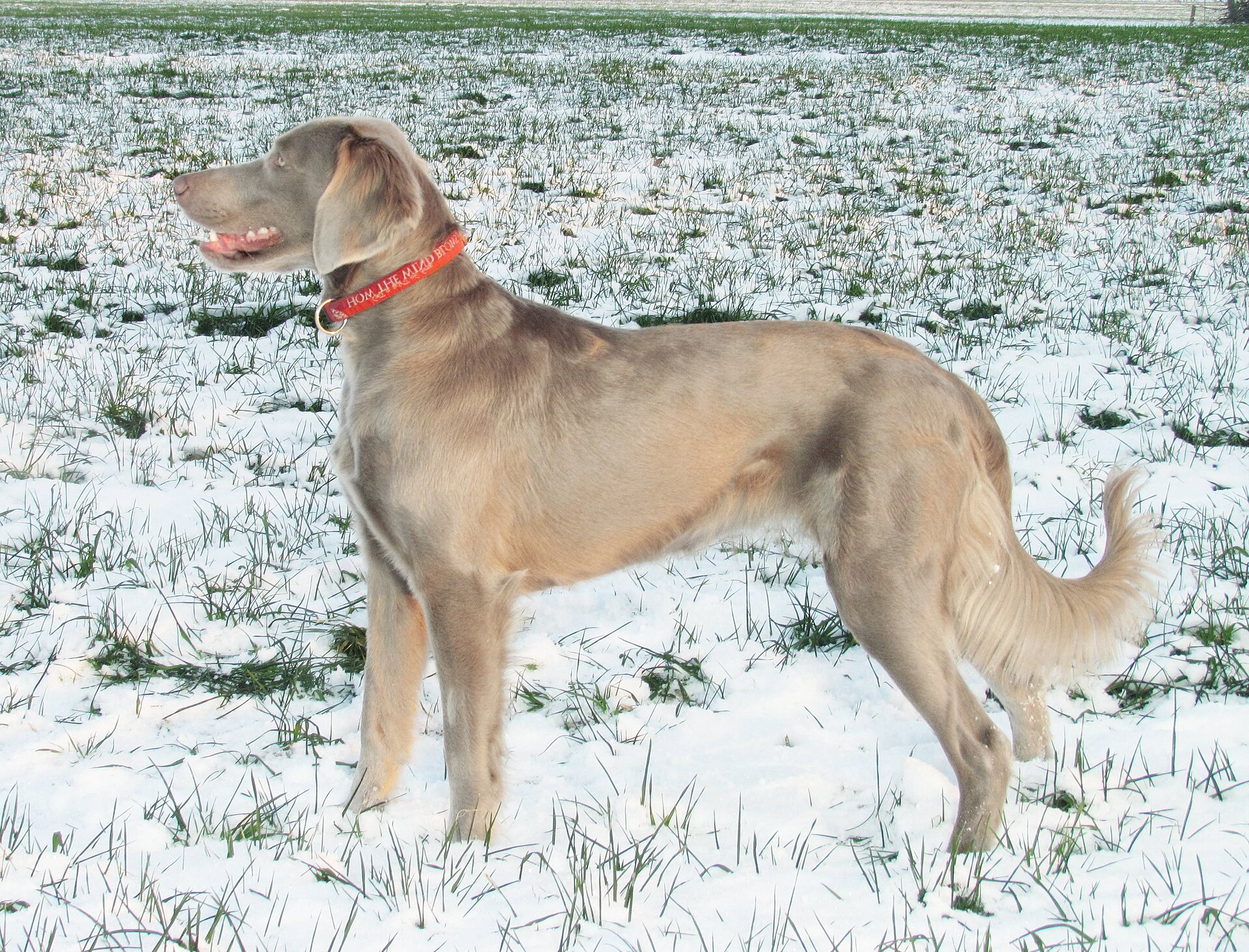 Abbildung zu Weimaraner (Vorstehhunde)