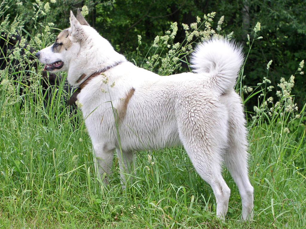 Westsibirischer Laika (Zapadno-Sibirskaja Laika), Jagdhund
