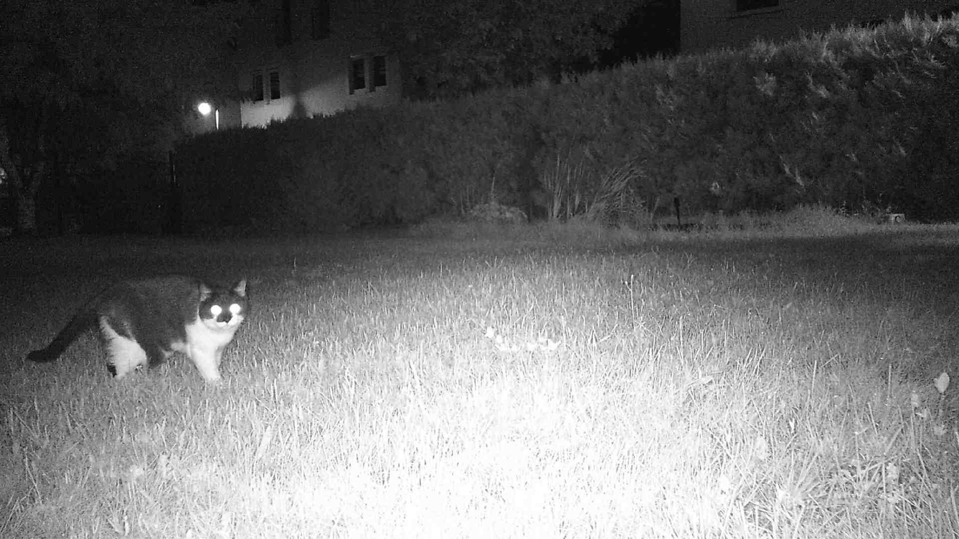 Unauffällig montierte Wildkamera am Baumstamm zur Wildbeobachtung