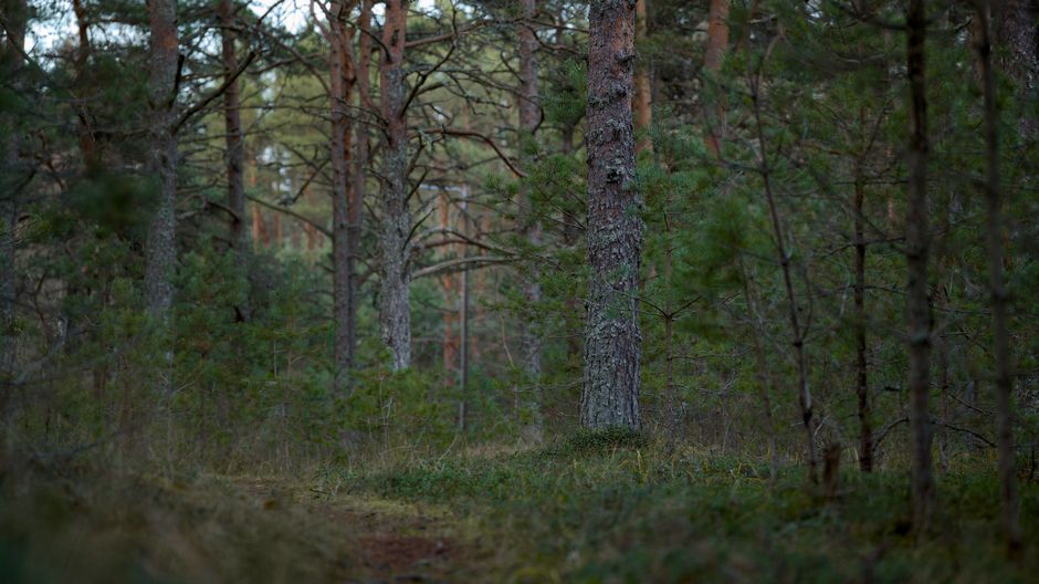 Wildkamera zur Beobachtung im Revier
