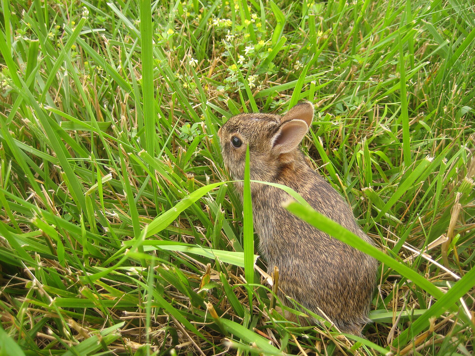 A baby rabbit .