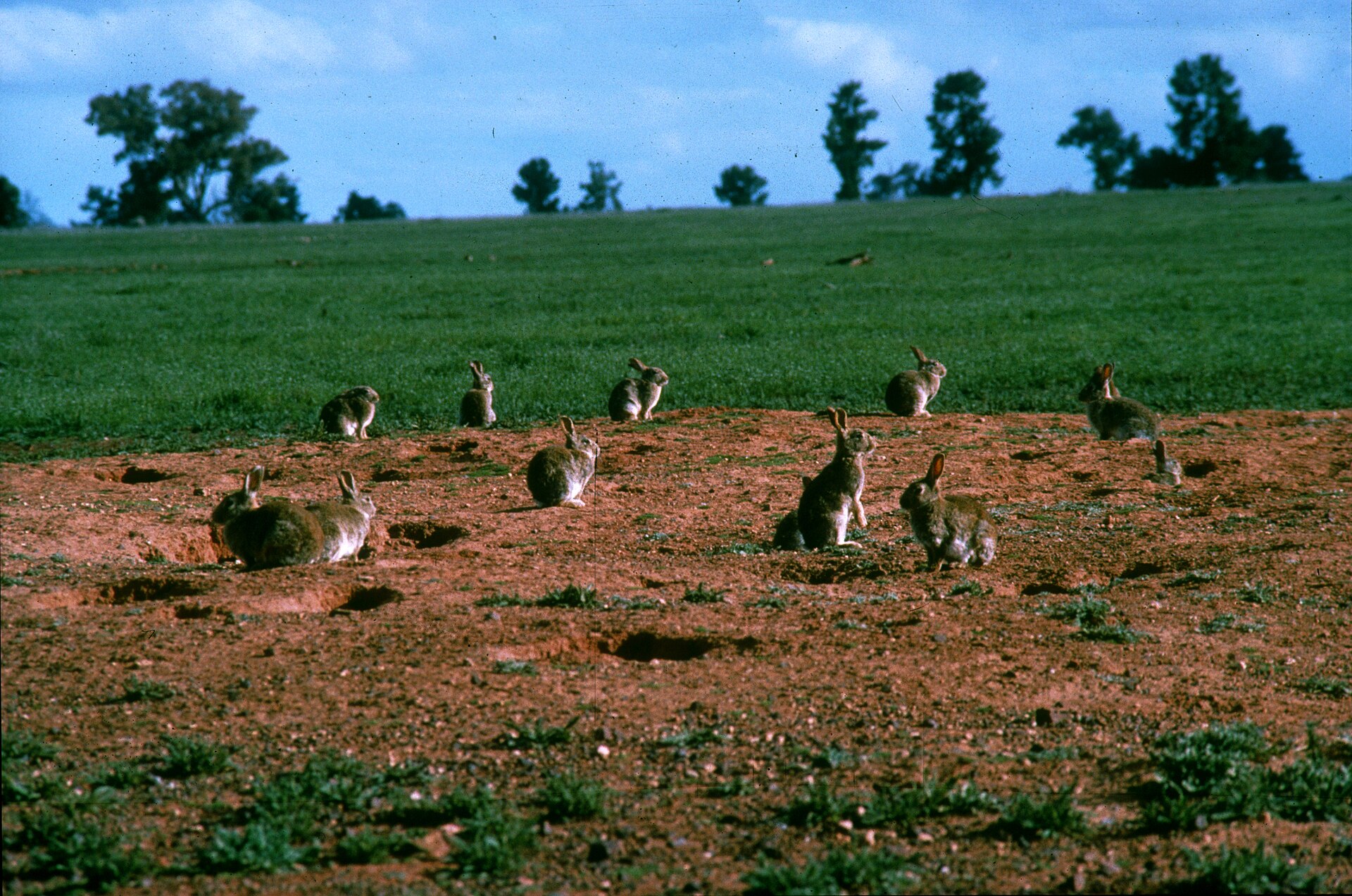European rabbit ( Oryctolagus cuniculus ). Rabbits are one of Australia's most widespread and destructive pest animals threatening the viability of native plant and animal speci…