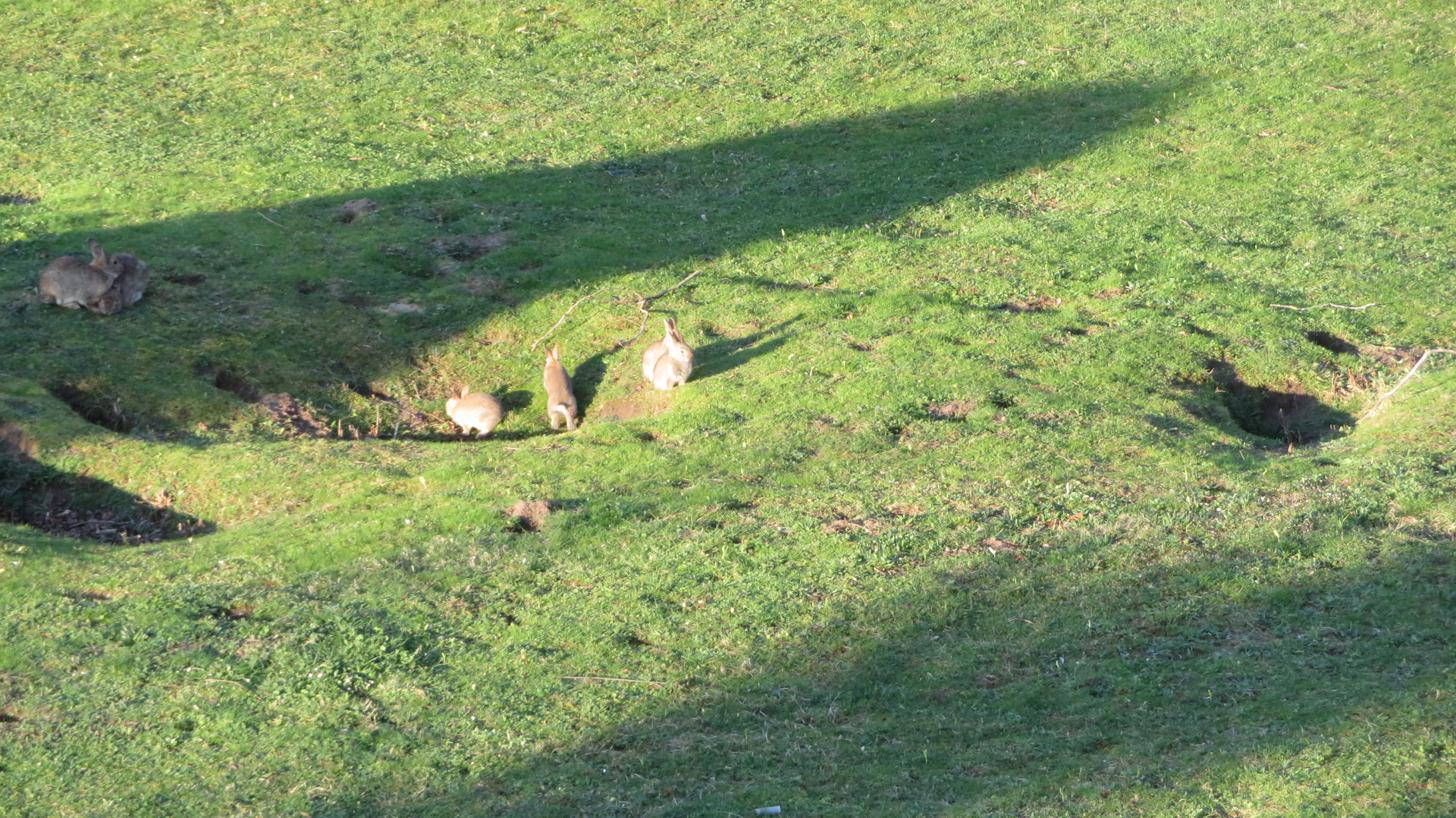 Im Frühjahr folgen die jungen Wildkaninchen ihren Eltern aus dem Bau