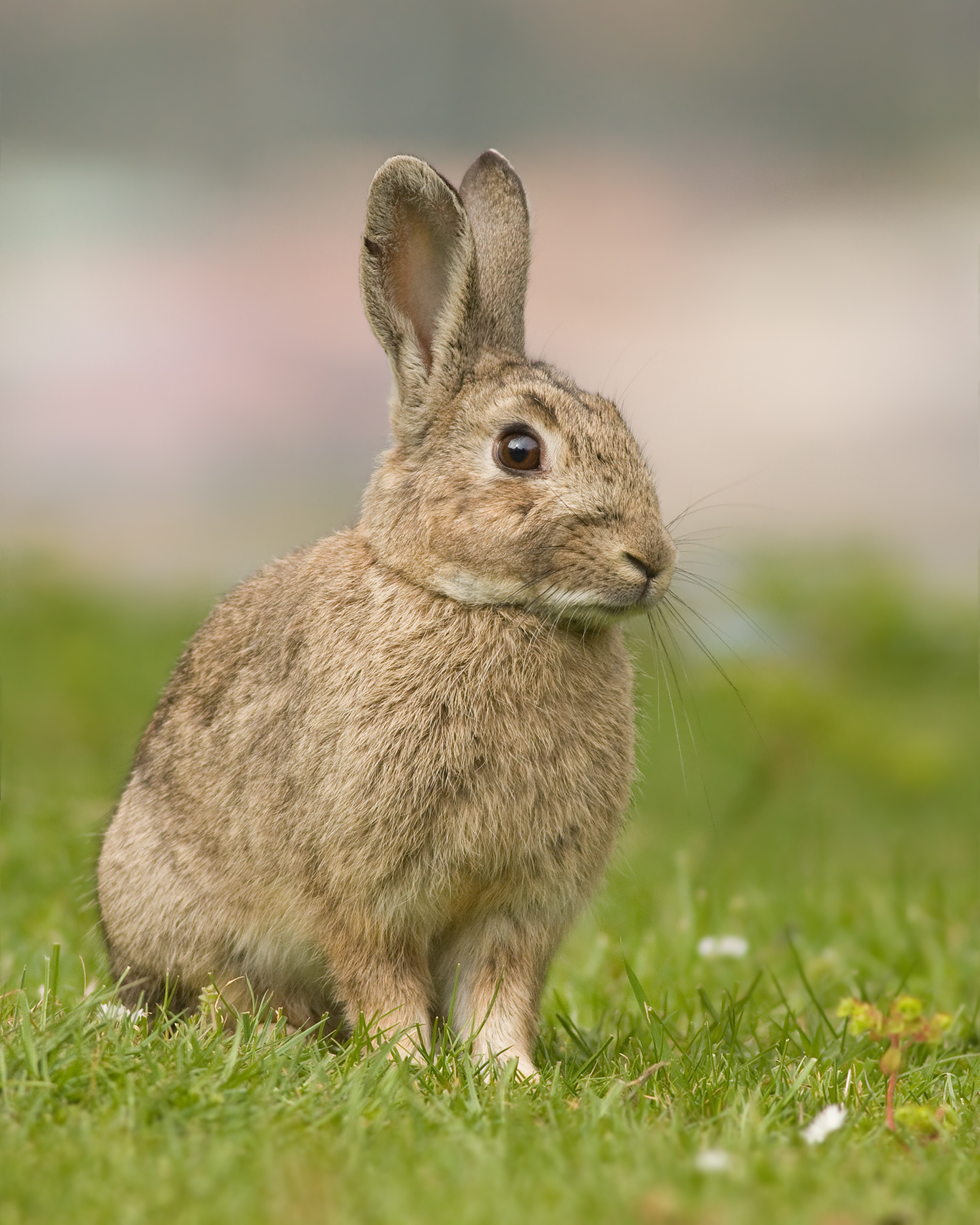 Wildkaninchen auf kurzer Grasflaeche; im Vergleich zum Feldhasen deutlich gedrungener, mit kuerzeren Loeffeln ohne schwarze Spitzen