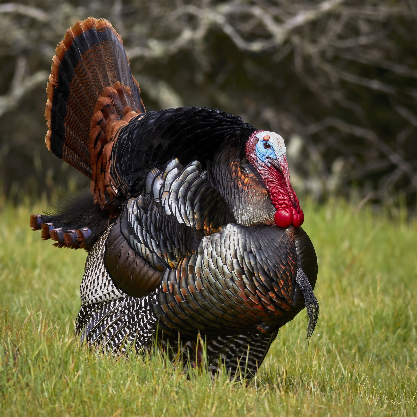 Balzender Wildtruthahn beim imposanten Radschlagen (Strutting) mit aufgefächertem Stoß