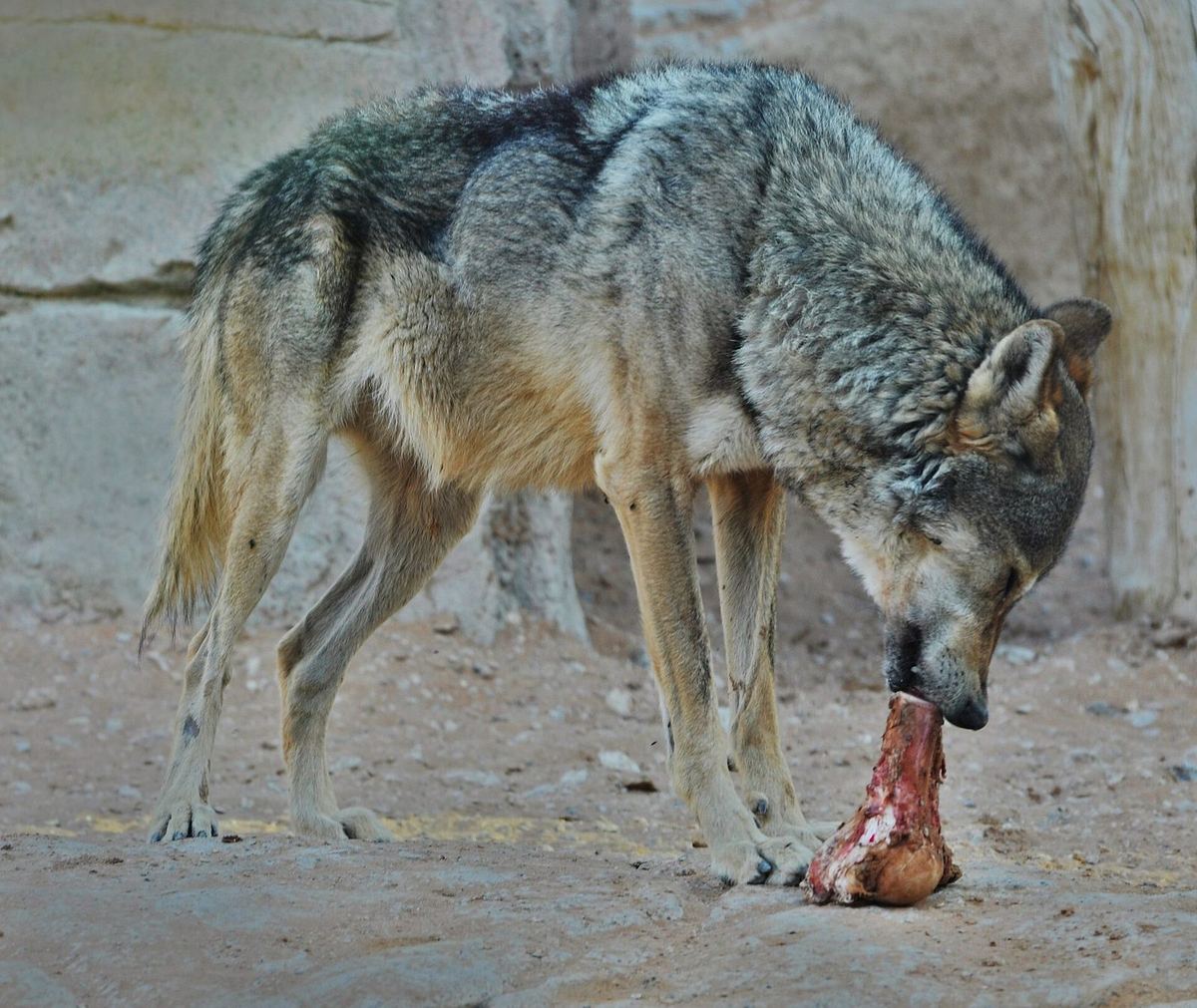 Wolf steht vor der Kunstfelswand eines Zoogeheges und frisst an einem großen, blutigen Knochen