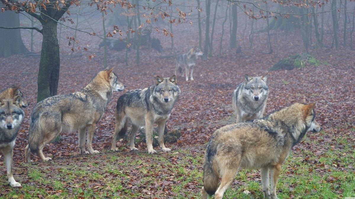 Rudel Eurasischer Wölfe (Canis lupus lupus) im Naturpark Solling-Vogler