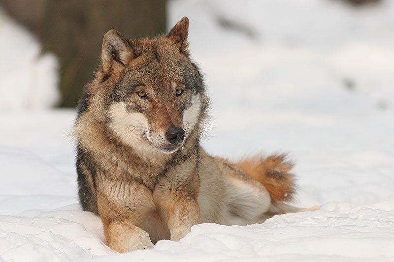 Wolf liegt im Schnee und blickt aufmerksam nach rechts an der Kamera vorbei