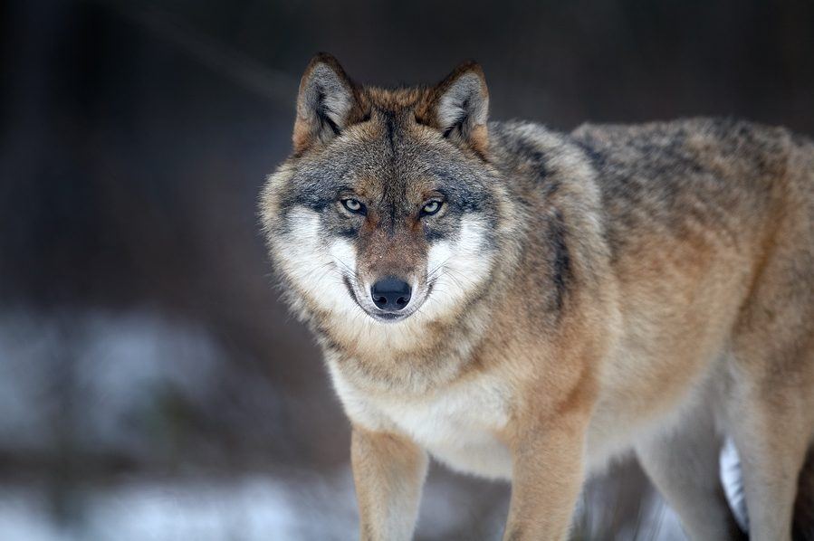 Wolf im Winterwald auf Schnee ziehend