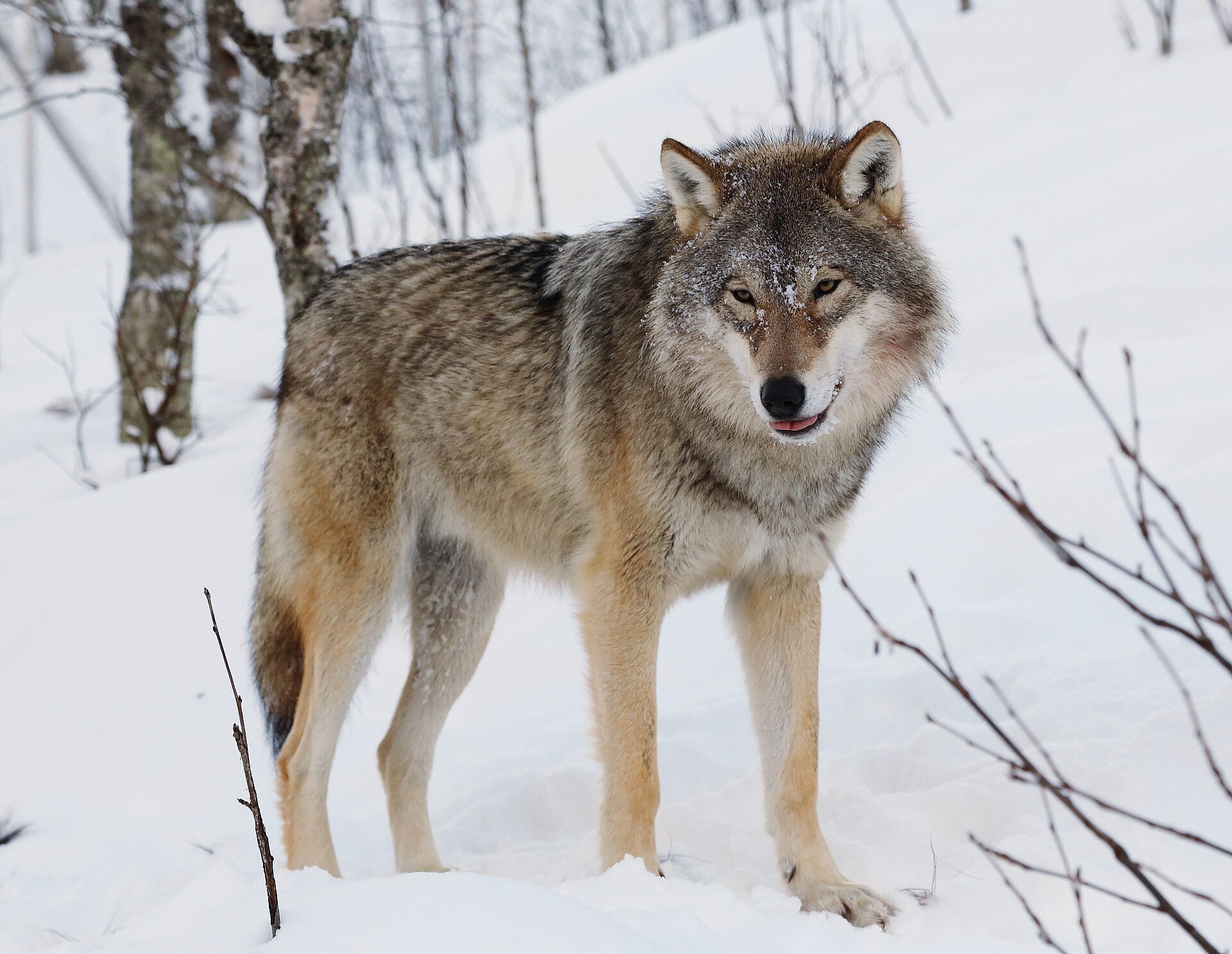Eurasischer Wolf im Seitenprofil, graubraun gefaerbt, mit langen Laeufen und buschiger Rute