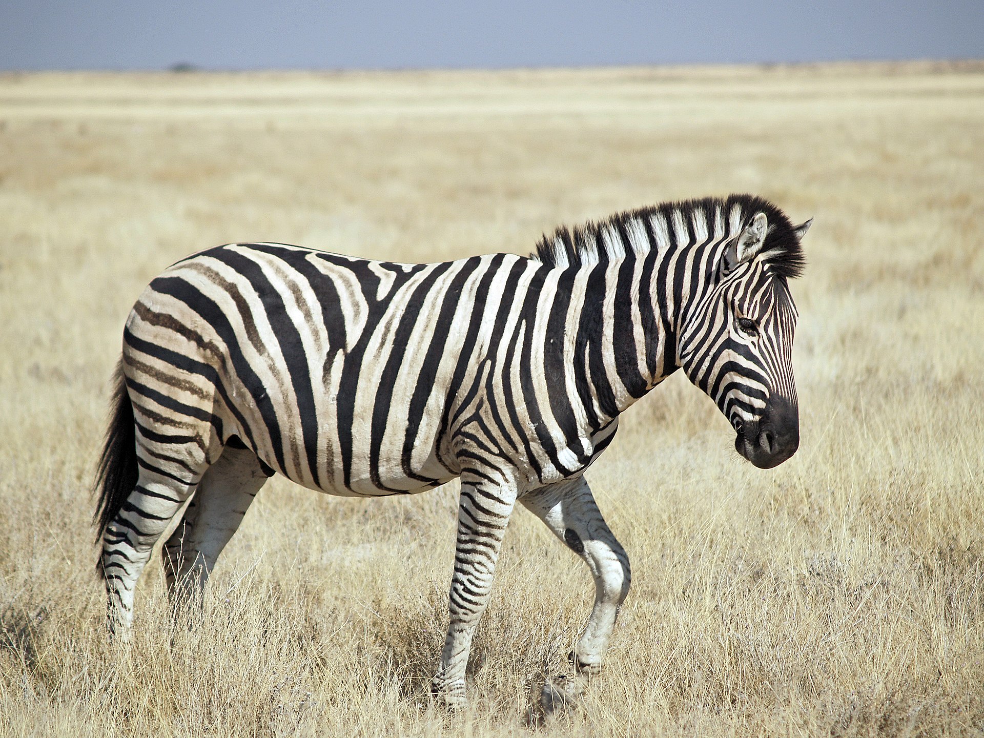 Steppenzebra in der Savanne, seitlich, mit charakteristischer Streifung